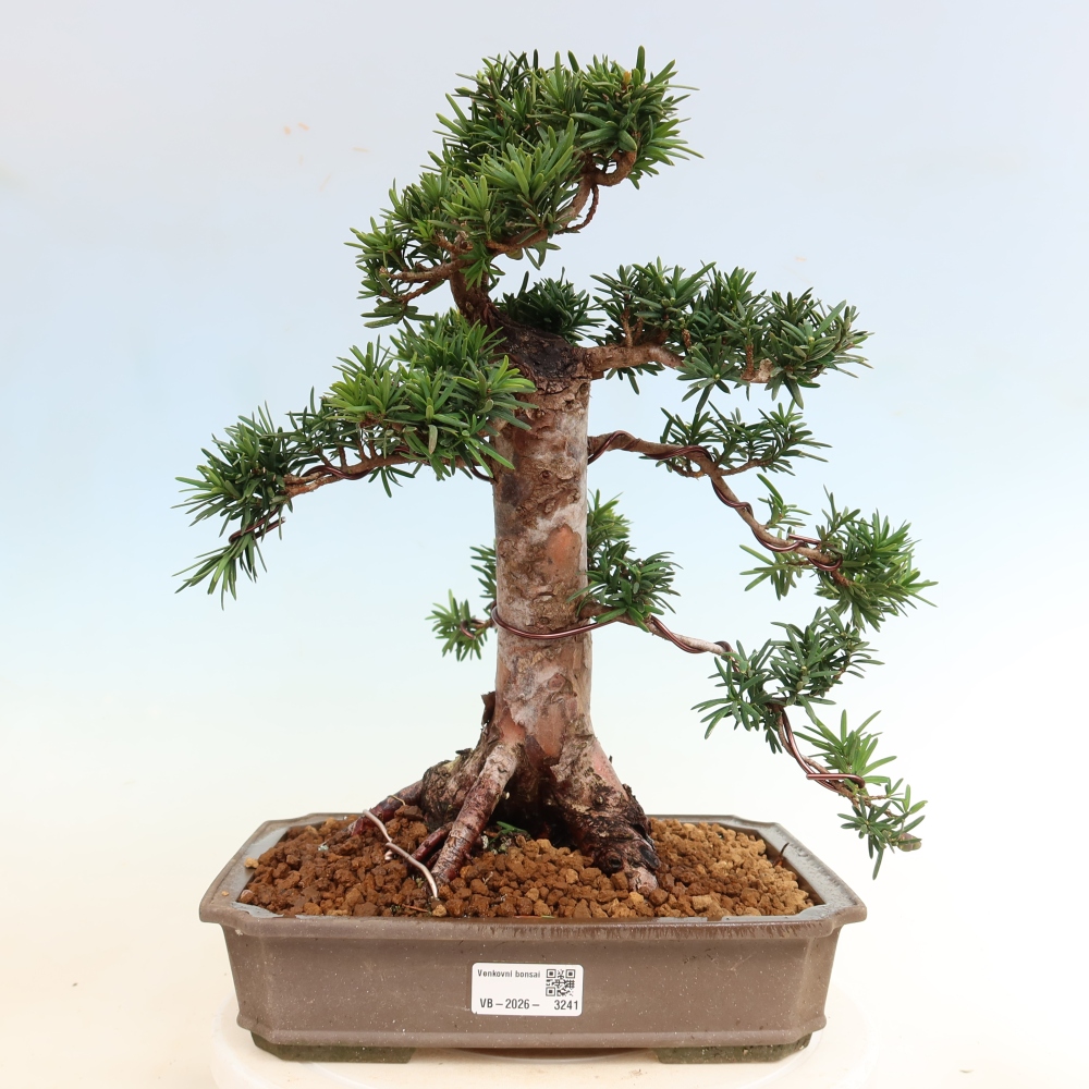 Bonsaï d'extérieur - Taxus cuspidata - If japonais