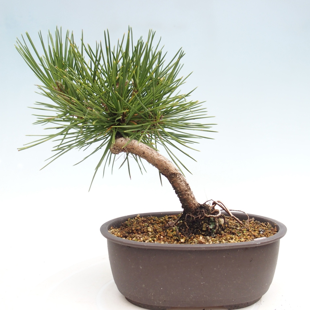 Bonsaï d'extérieur - Pinus thunbergii - Pin de Thunberg