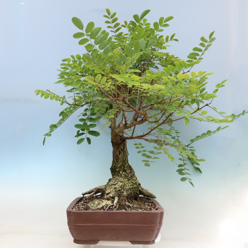Bonsaï d'extérieur - Acacia épineux - Robinia pseudoacacia