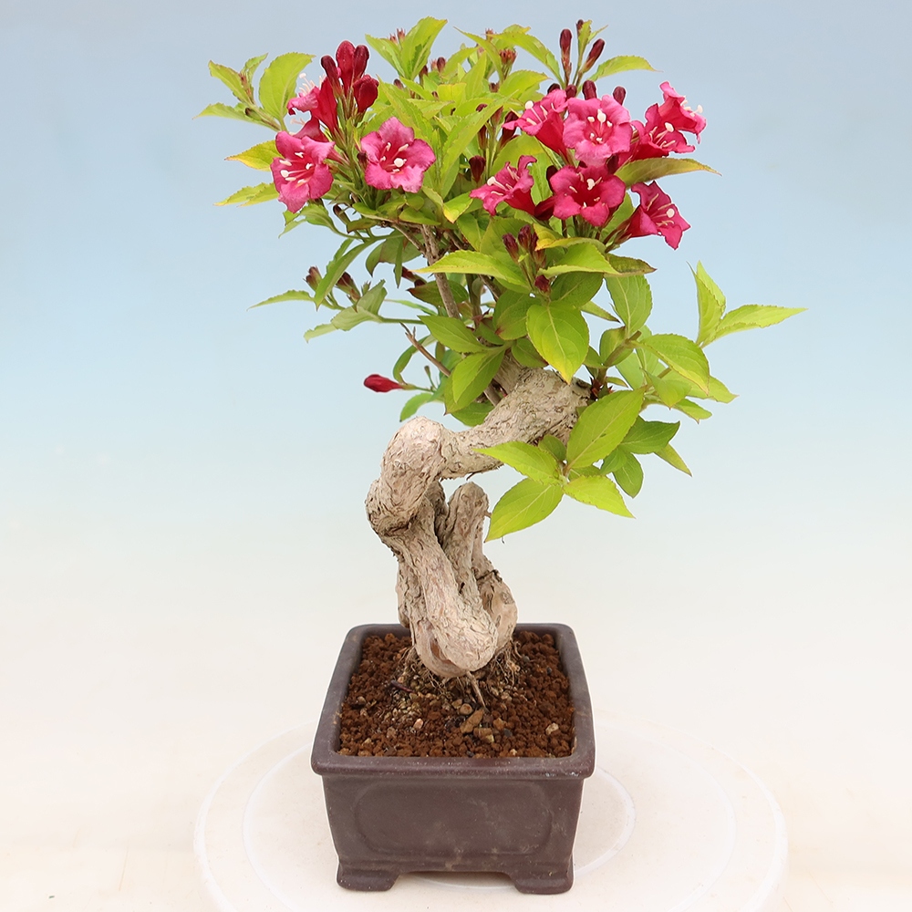 Bonsaï d'extérieur - Weigela subsessilis - Weigela de Corée