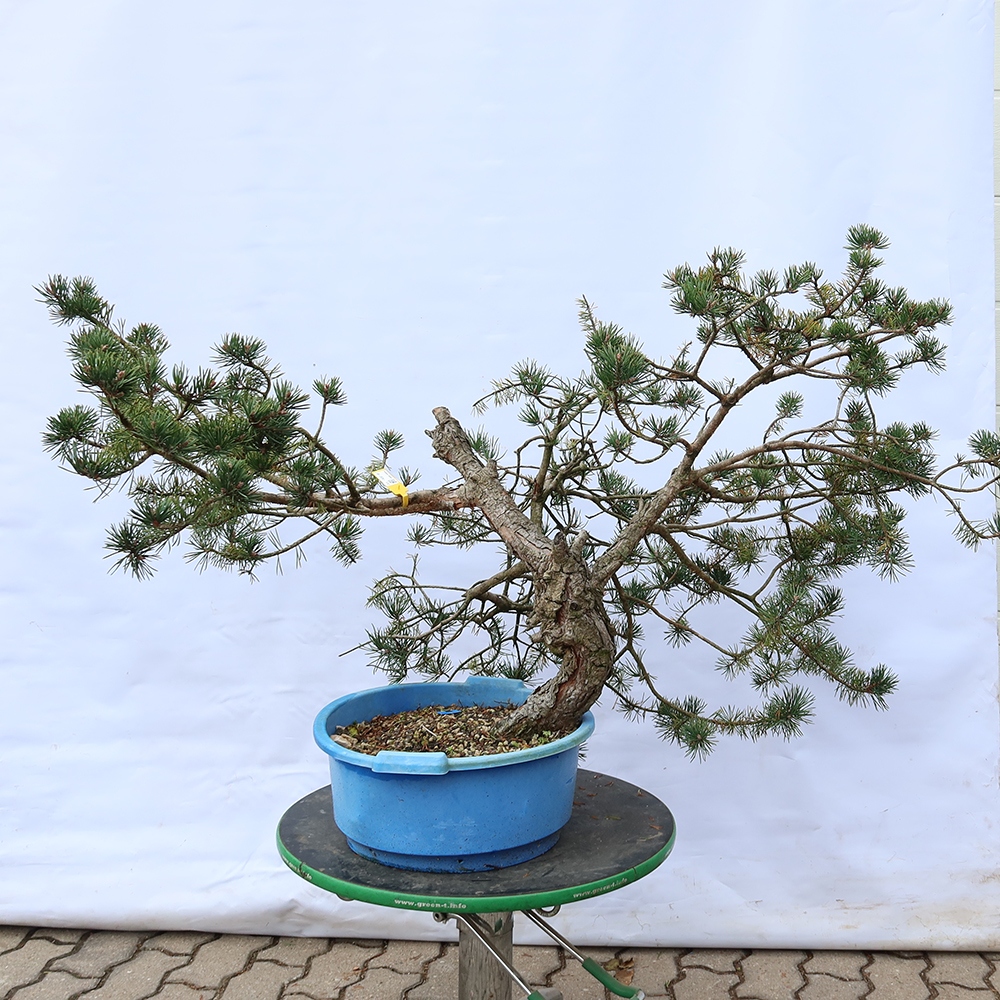 Pinus sylvestris Espagne - pin sylvestre