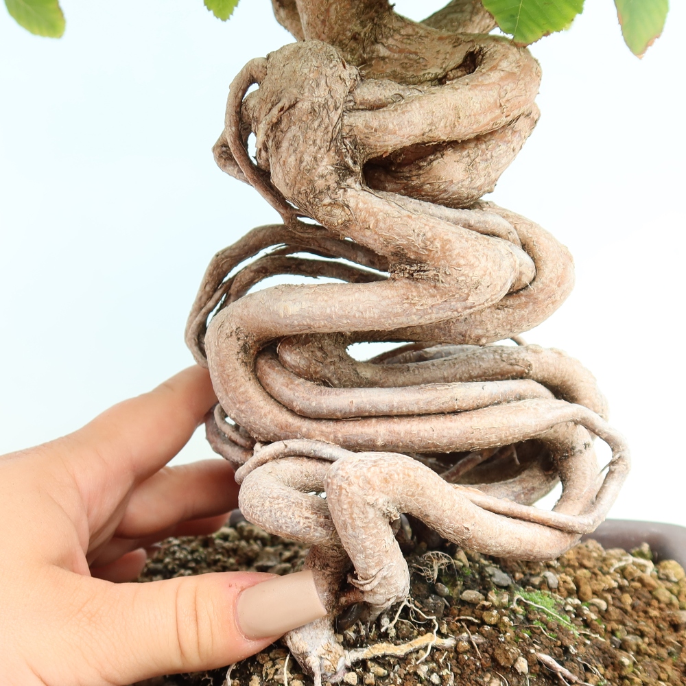 Bonsaï d'extérieur -Carpinus CARPINOIDES - Charme de Corée
