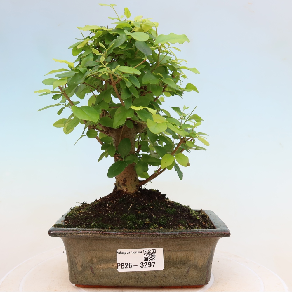 Bonsaï de chambre -Ligustrum chinensis - Bec d'oiseau