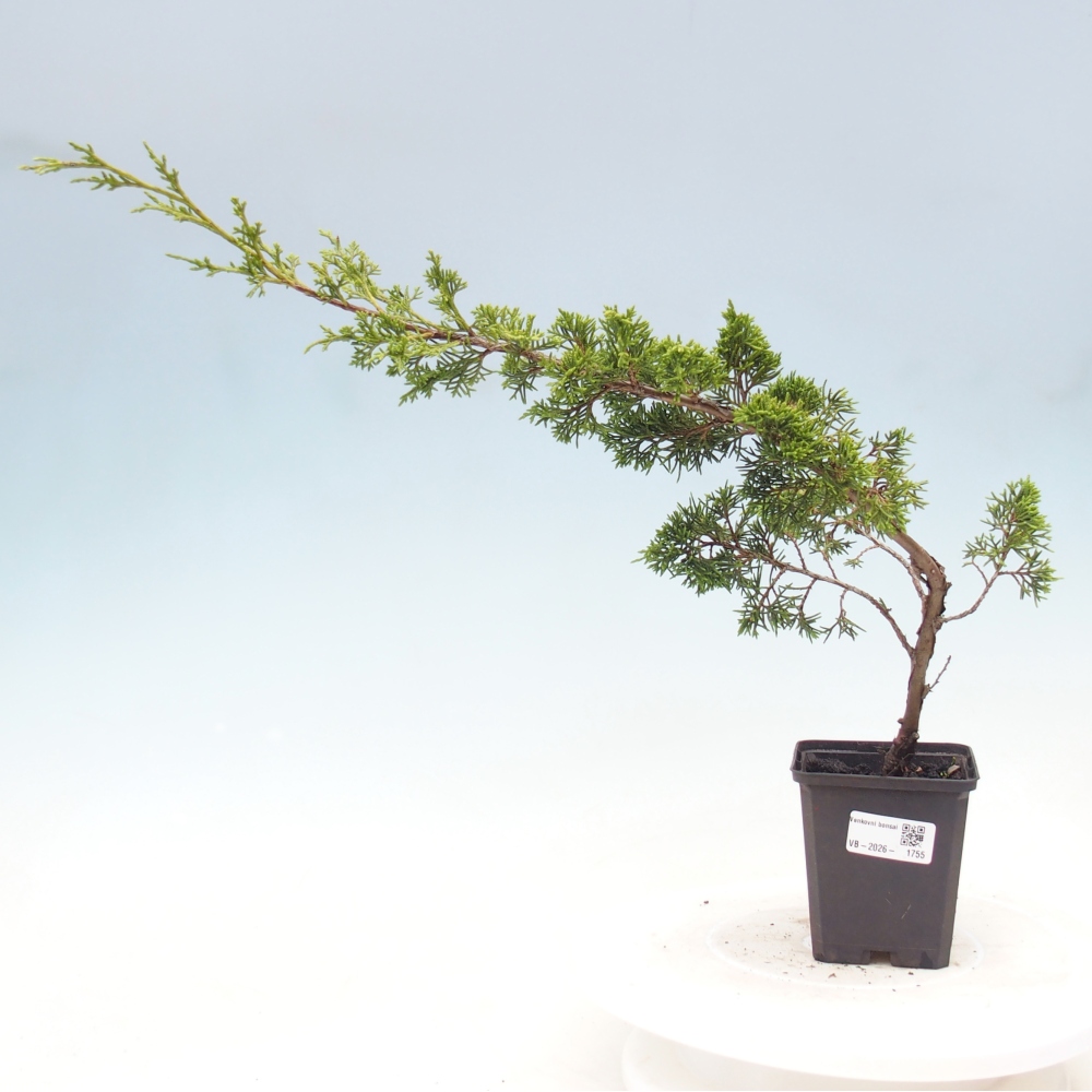 Bonsaï d'extérieur - Juniperus chinensis Itoigawa