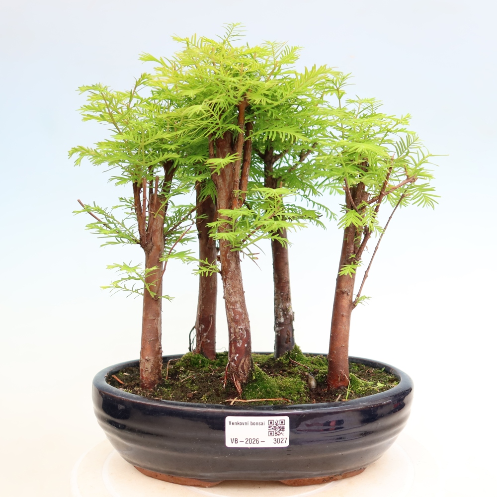 Bonsaï d'extérieur - Metasequoia glyptostroboides - Métaséquoia de Chine - petit bosquet