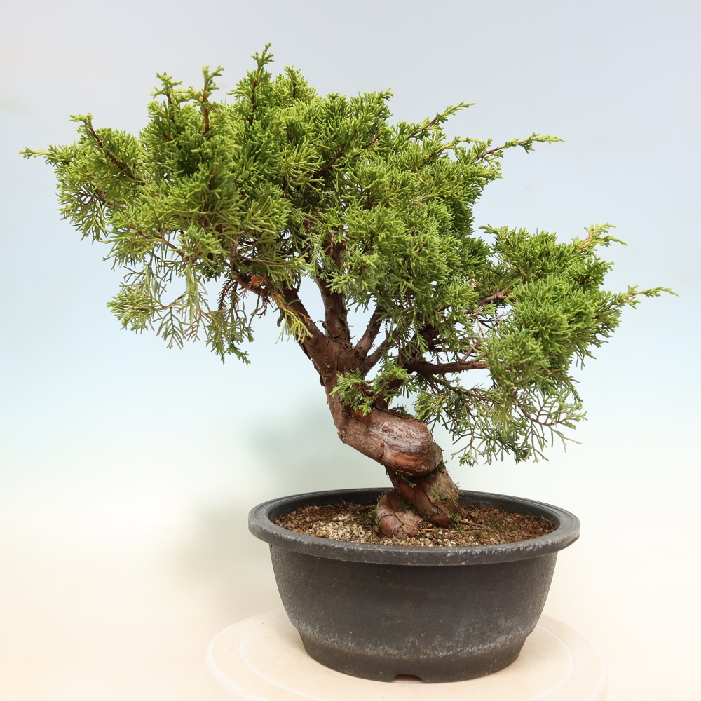 Bonsaï d'extérieur - Juniperus chinensis Itoigawa-Juniperus chinensis