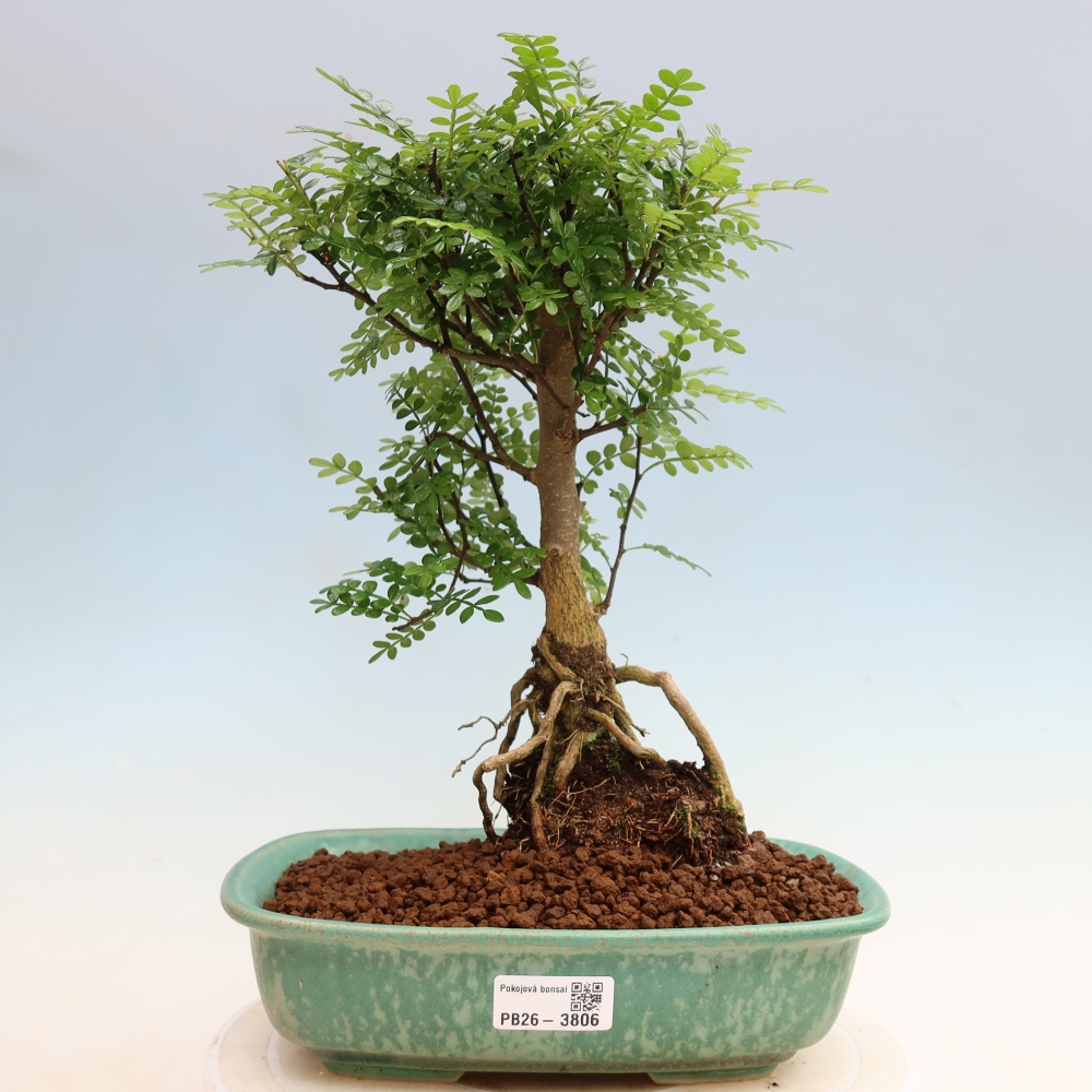Salle bonsaï - Zantoxylum piperitum - arbre à poivre
