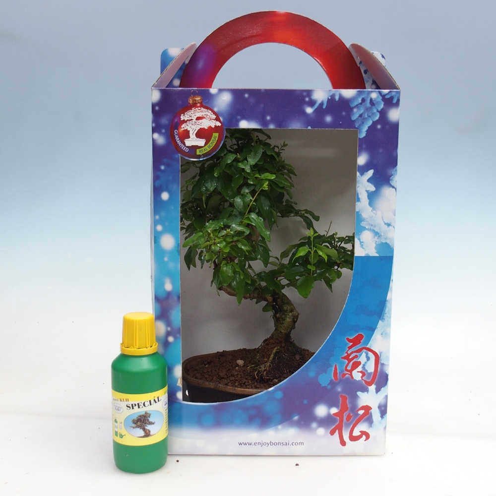 Bonsaï de chambre en boîte cadeau Ligustrum chinensis - Bec d'oiseau