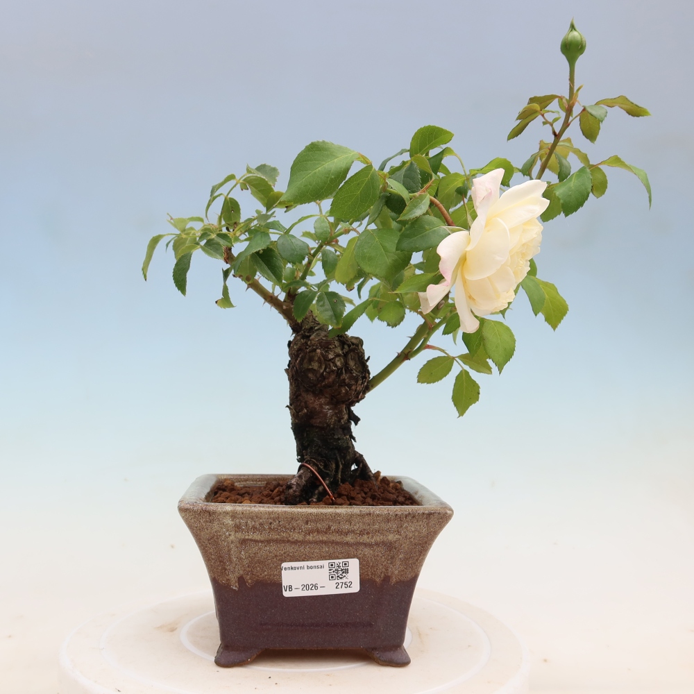 Bonsaï d'extérieur - Rosa Kordes - rose