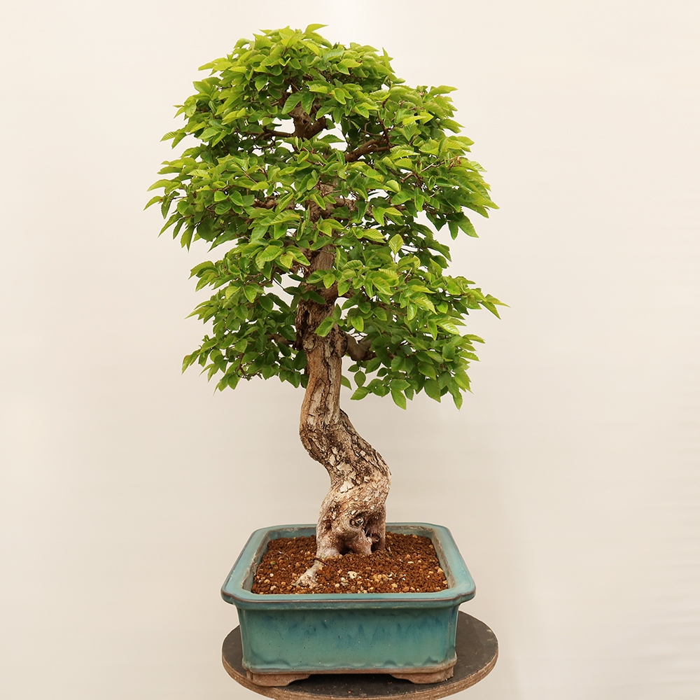 Bonsaï d'extérieur -Carpinus Coreana - Charme de Corée