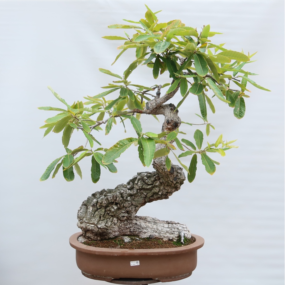 Bonsaï d'extérieur - Quercus castaneifolia  - Chêne à feuilles de châtaignier