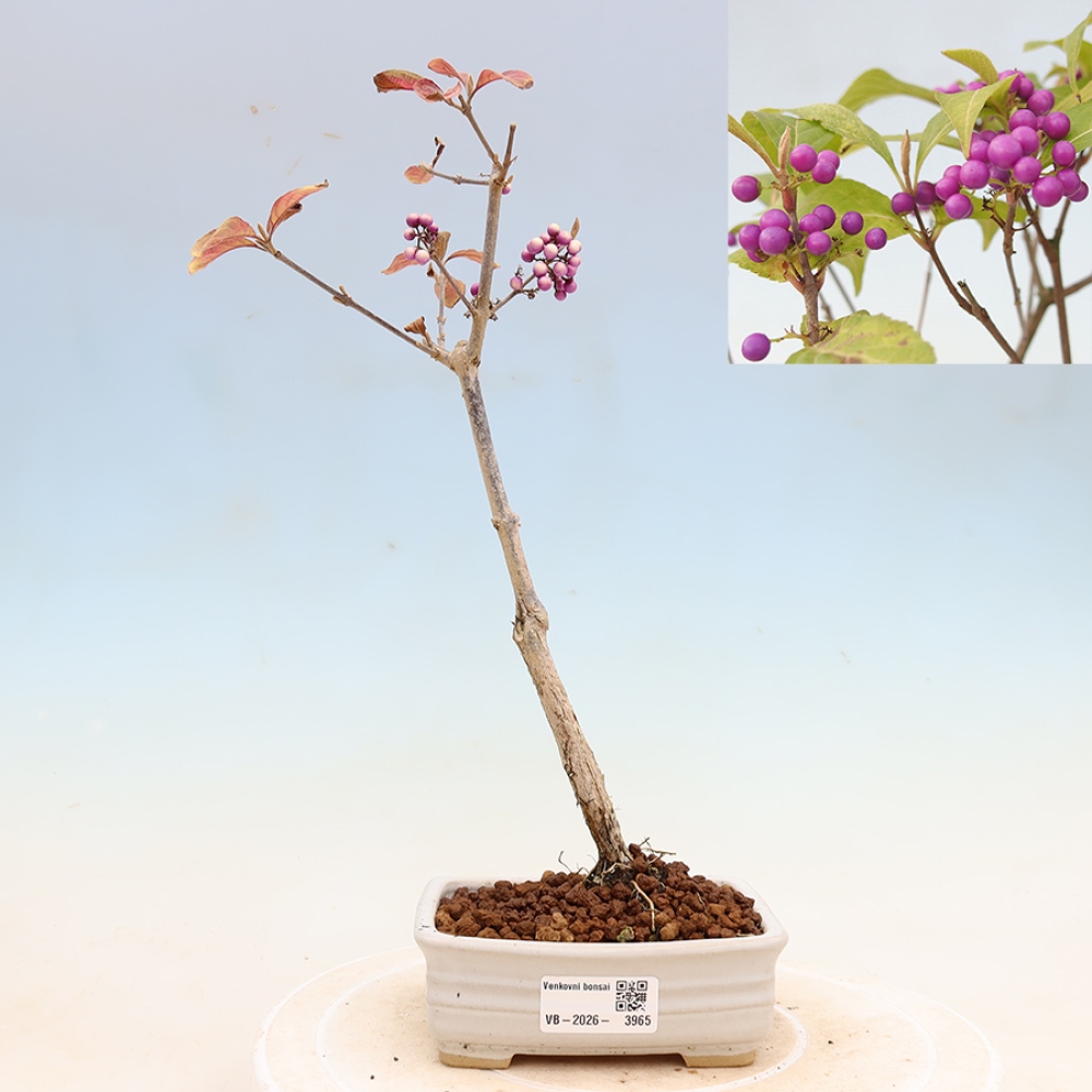 Bonsaï d'extérieur - Callicarpa bodinierova profusion