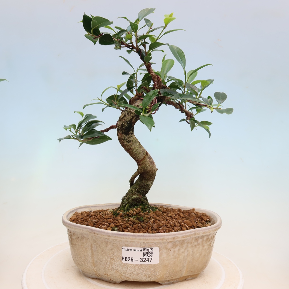 Salle bonsaï - Ficus kimmen - ficus à petites feuilles
