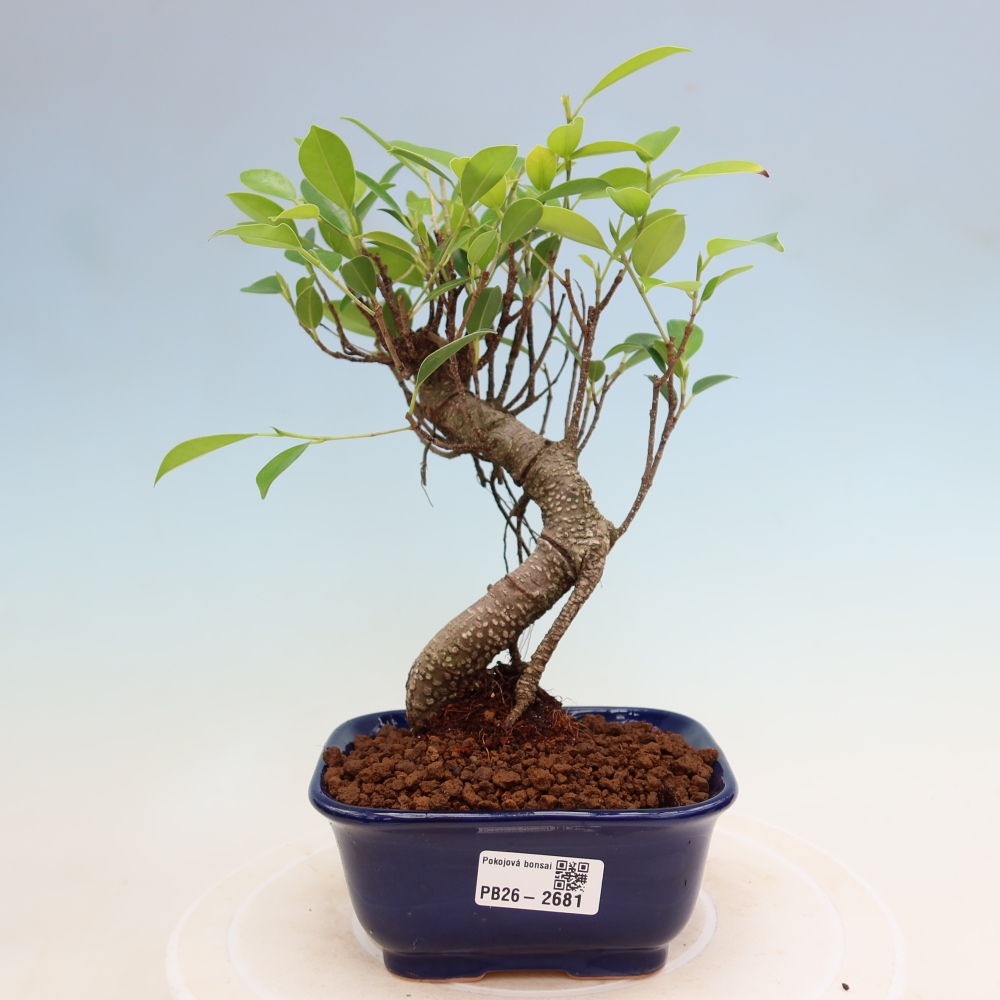 Salle bonsaï - Ficus kimmen - ficus à petites feuilles