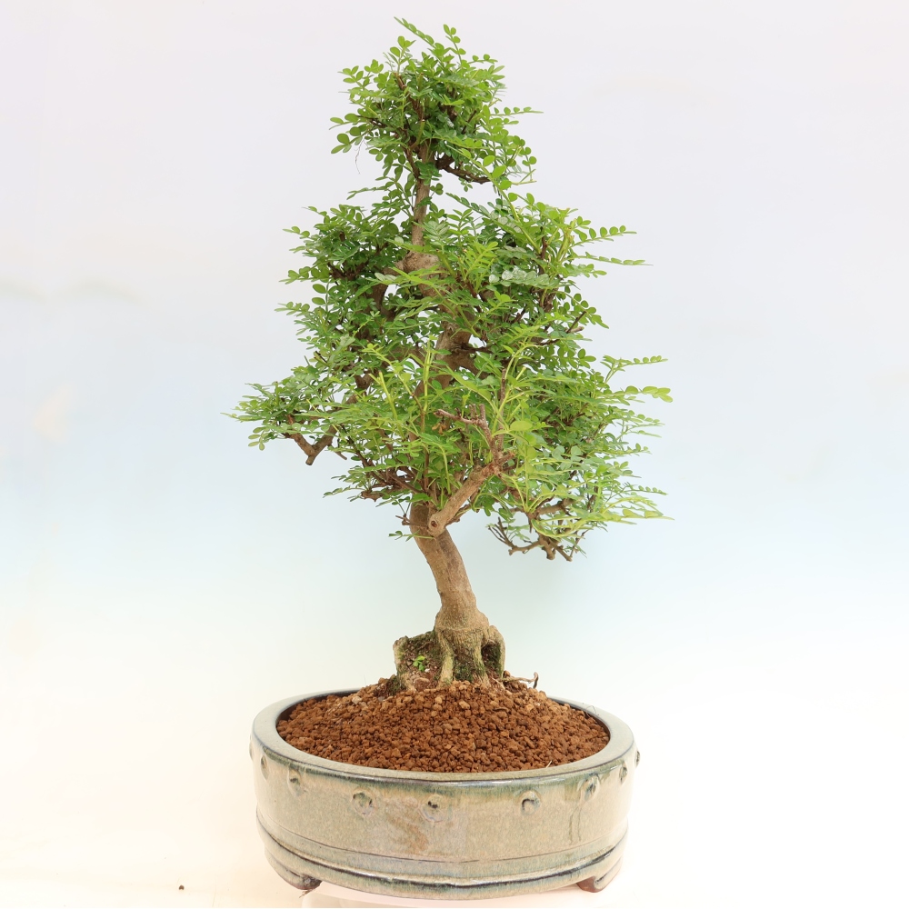 Salle bonsaï - Zantoxylum piperitum - arbre à poivre