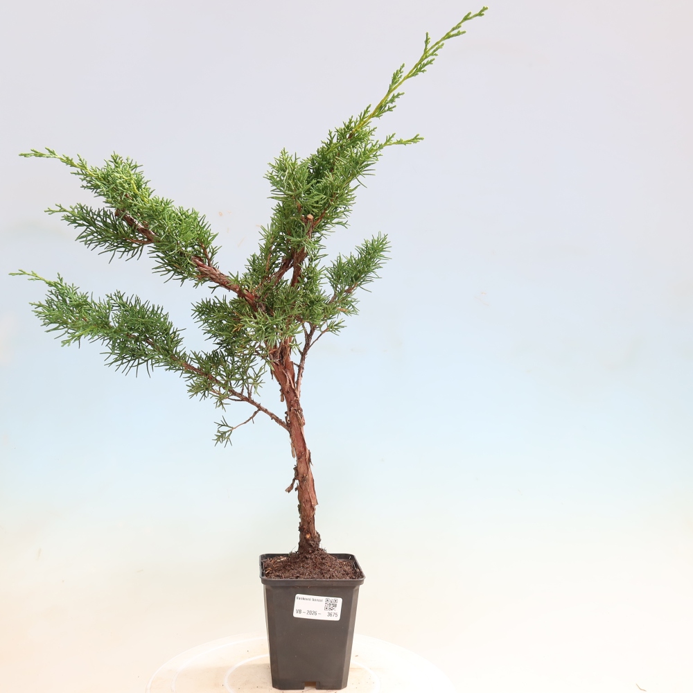 Bonsaï d'extérieur - Juniperus chinensis Kishu
