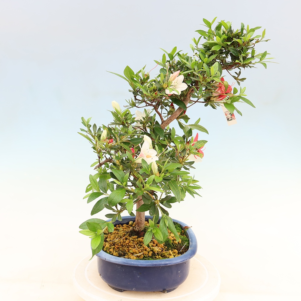 Bonsaï d'extérieur - Azalée japonaise - Azalea Senhime
