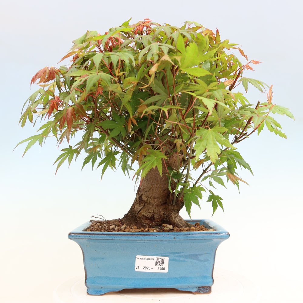 Bonsaï d'extérieur - Maple Burger - Acer Burgerianum