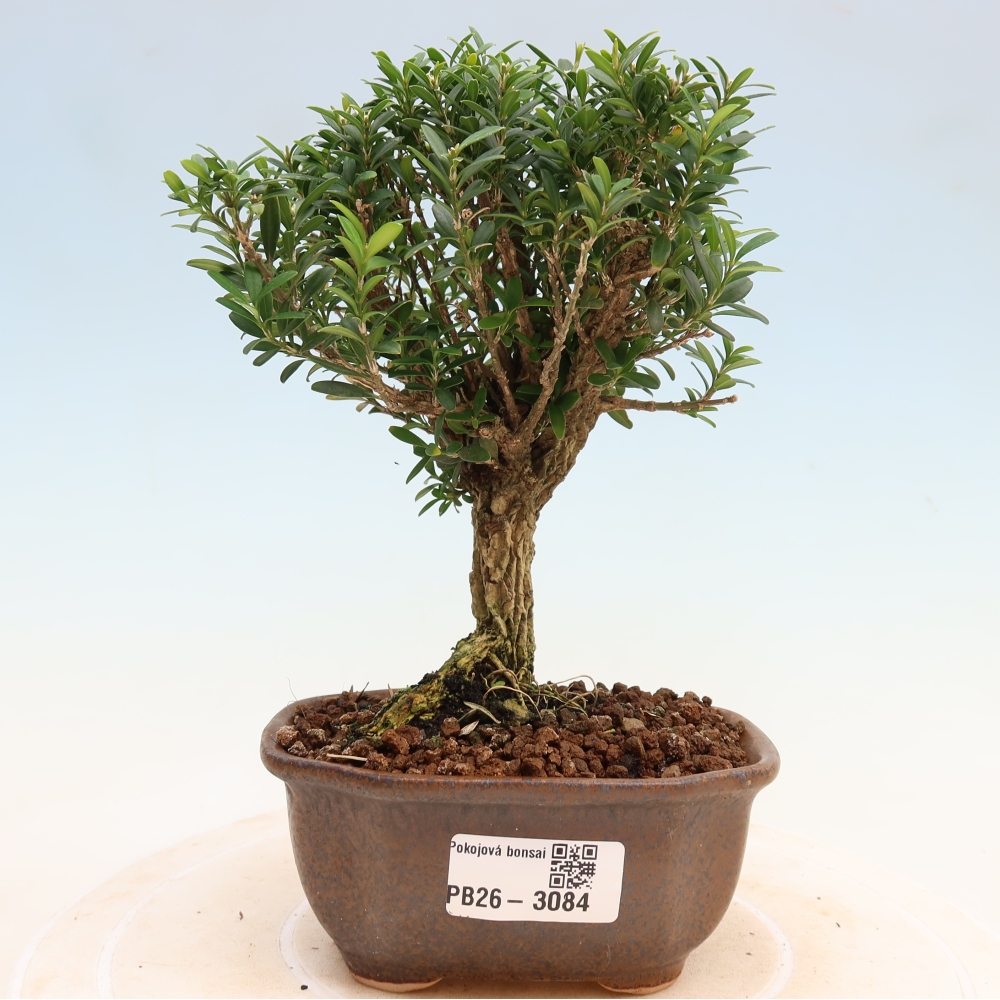 Bonsaï de chambre - Buxus harlandii - buxus liège