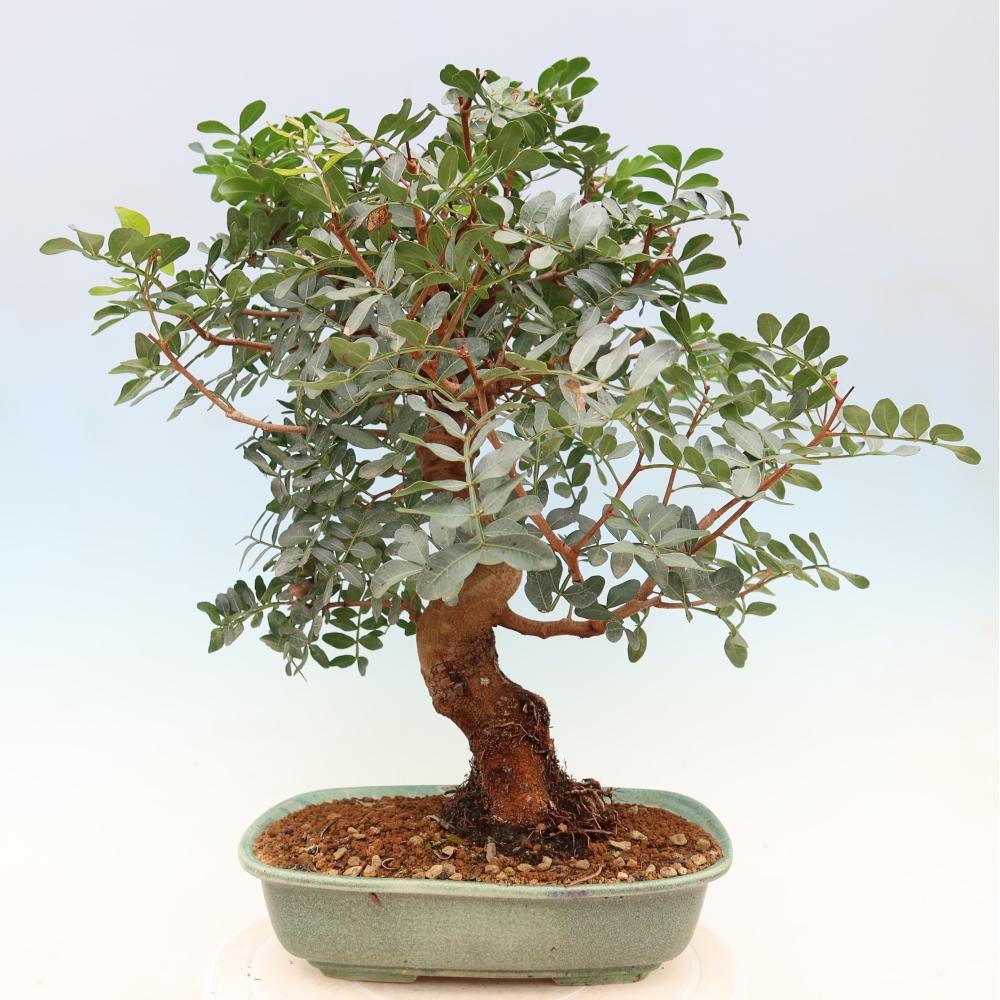 Bonsaï d'intérieur - Pistacia lentiscus - Pistachier