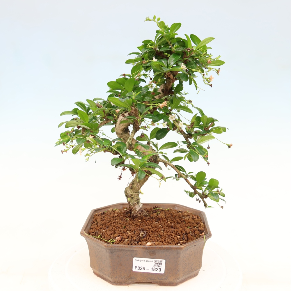 Bonsaï de chambre - Carmona macrophylla - Tea fuki