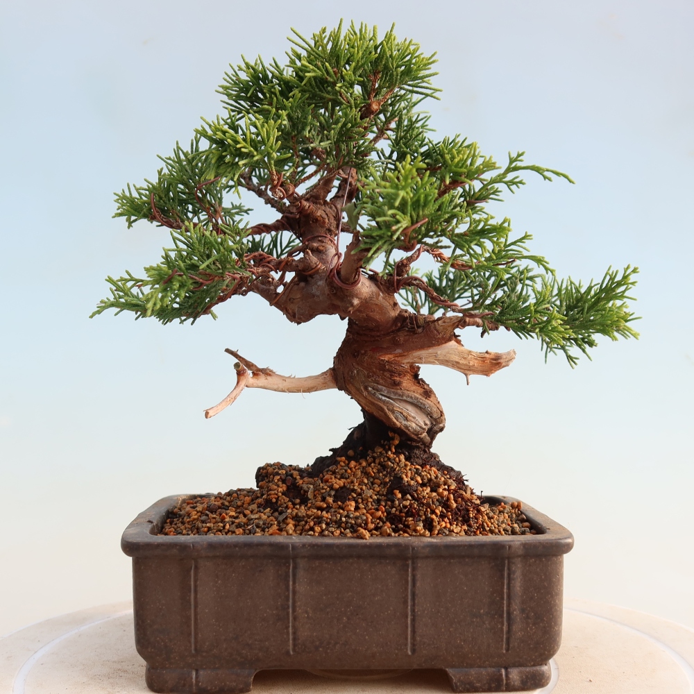 Bonsaï d'extérieur - Juniperus chinensis Itoigawa