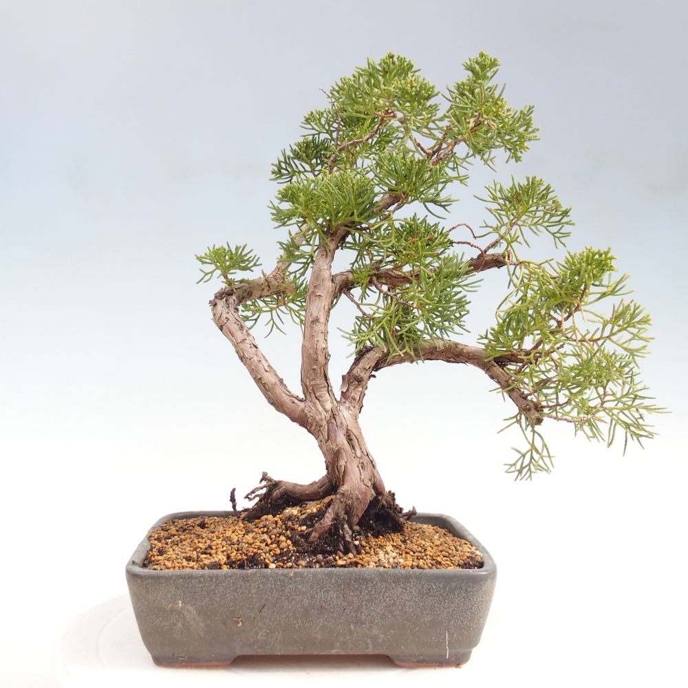 Bonsaï d'extérieur - Juniperus chinensis Kishu