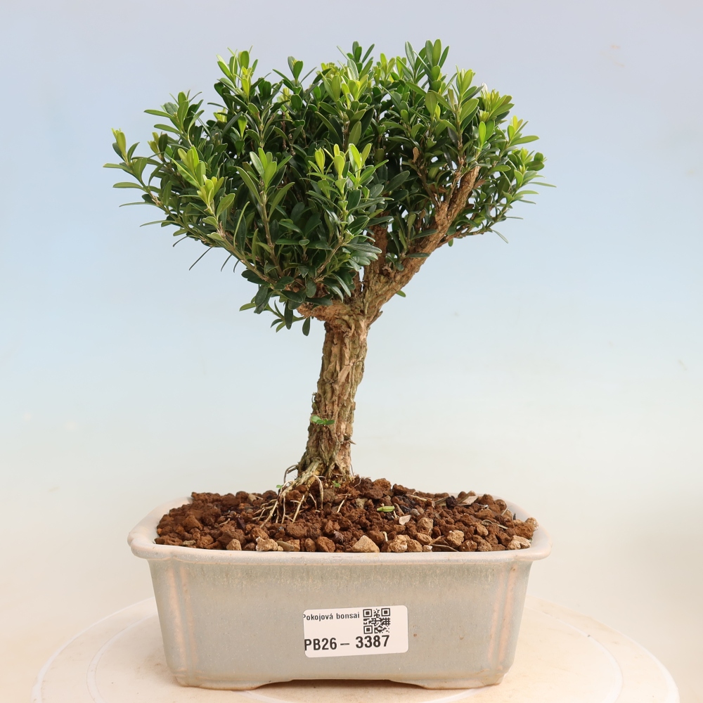 Bonsaï de chambre - Buxus harlandii - buxus liège