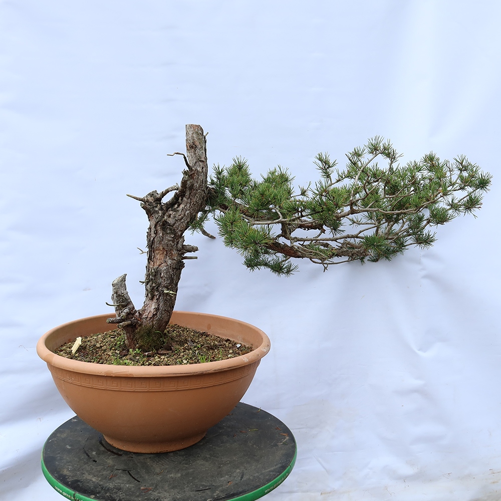 Pinus sylvestris Espagne - pin sylvestre