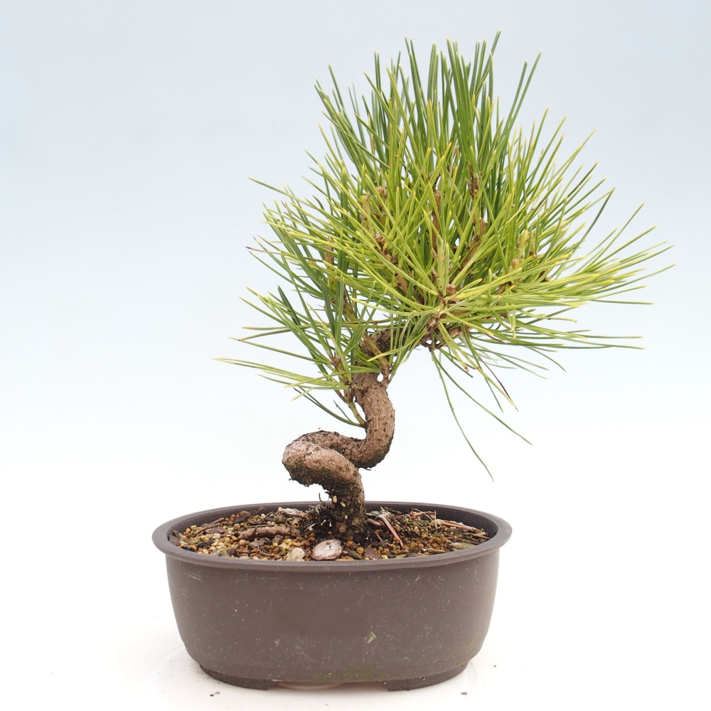 Bonsaï d'extérieur - Pinus thunbergii - Pin de Thunberg