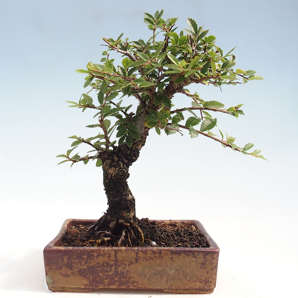 Bonsaï d'extérieur - Zelkova - Zelkova NIRE