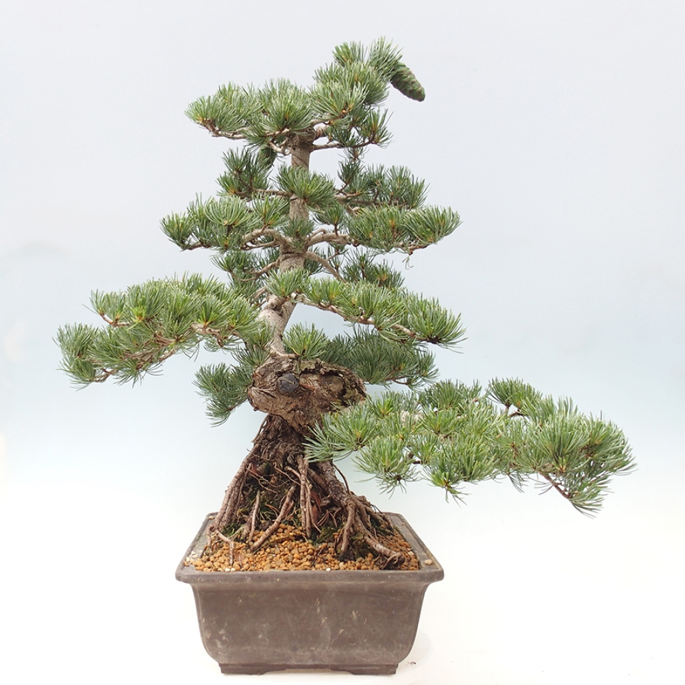 Bonsaï d'extérieur - Pinus parviflora - Pinus parviflora
