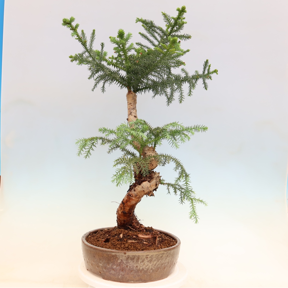 Bonsaï de chambre - Araucaria - épicéa de chambre