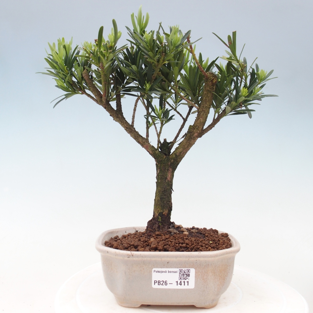 Salle bonsaï - Podocarpus - If en pierre