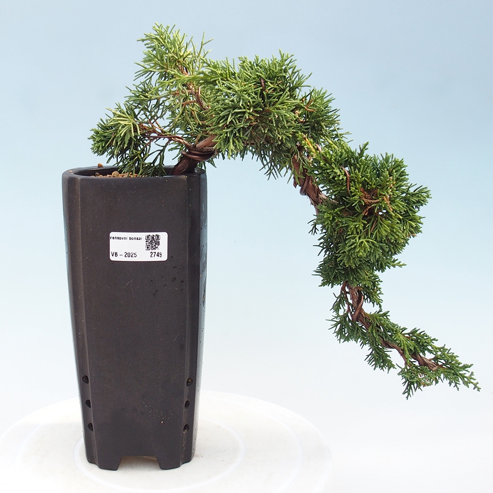 Bonsaï d'extérieur - Juniperus chinensis Kishu
