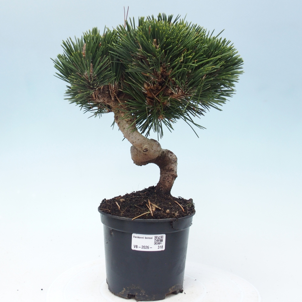 Bonsaï d'extérieur - Pinus thunbergii senjyumaru - Pin de Thunberg