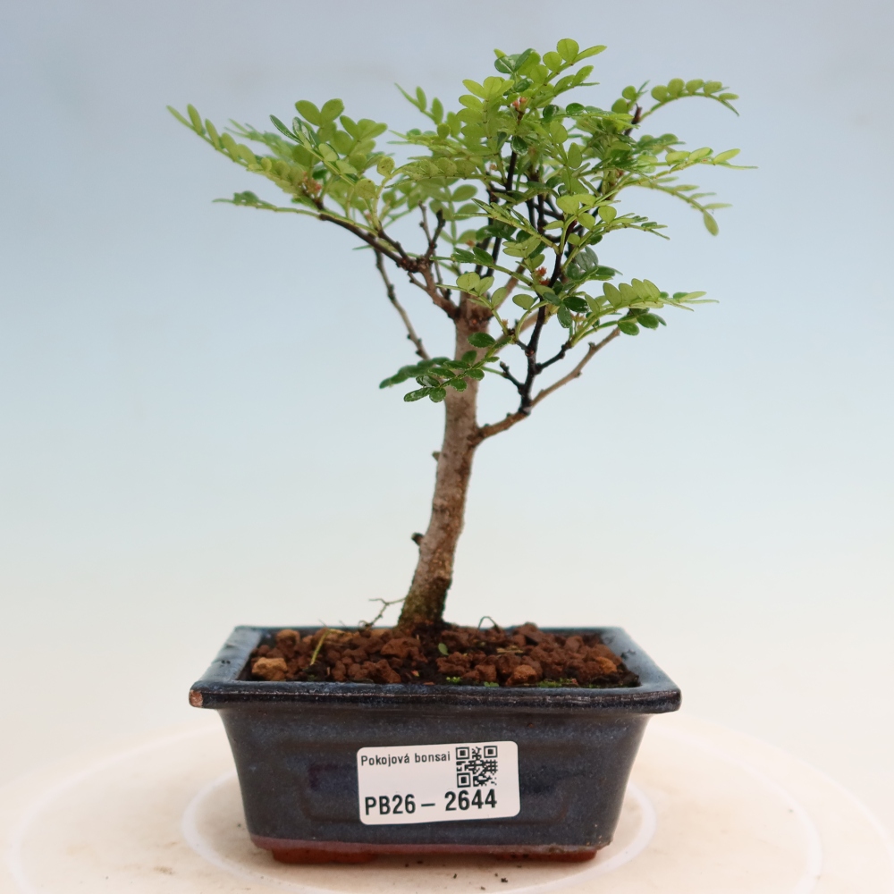 Salle bonsaï - Zantoxylum piperitum - arbre à poivre