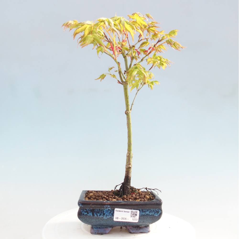 Acer palmatum Aureum - Érable doré
