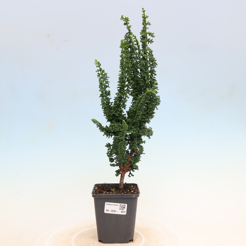 Bonsaï d'extérieur - Cham. obtusa SEKKA HINOKI - Cyprès