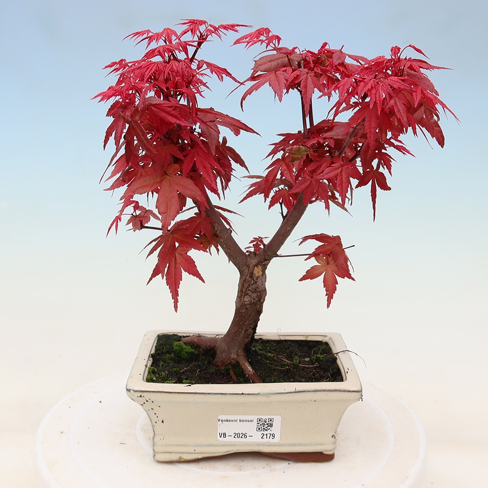 Bonsaï d'extérieur - Acer palmatum DESHOJO