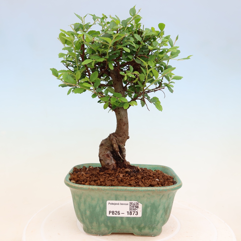 Bonsaï de chambre - Ulmus parvifolia - Orme à petites feuilles