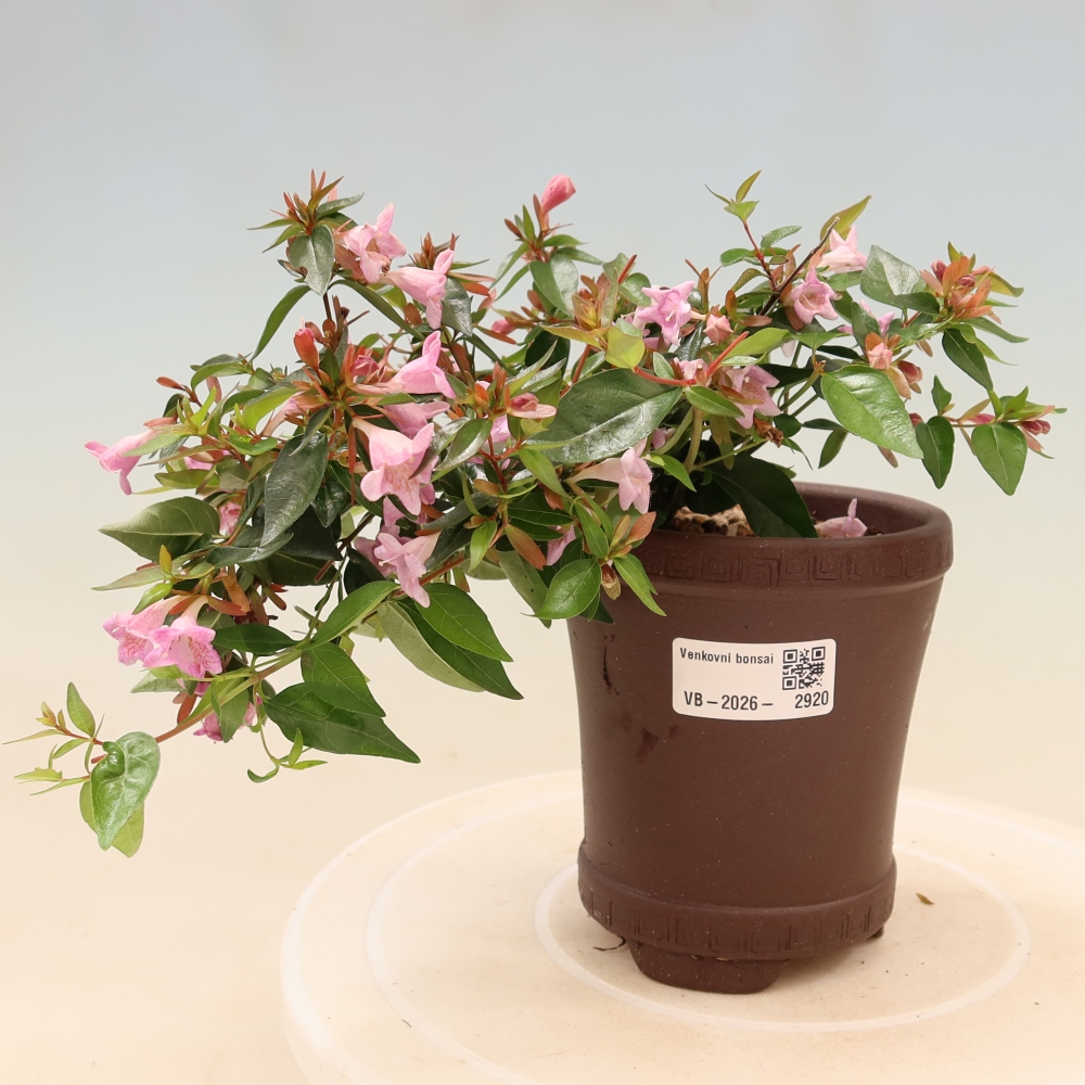 Bonsaï d'extérieur - Abelia Edward Goucher - Abélia à grandes fleurs