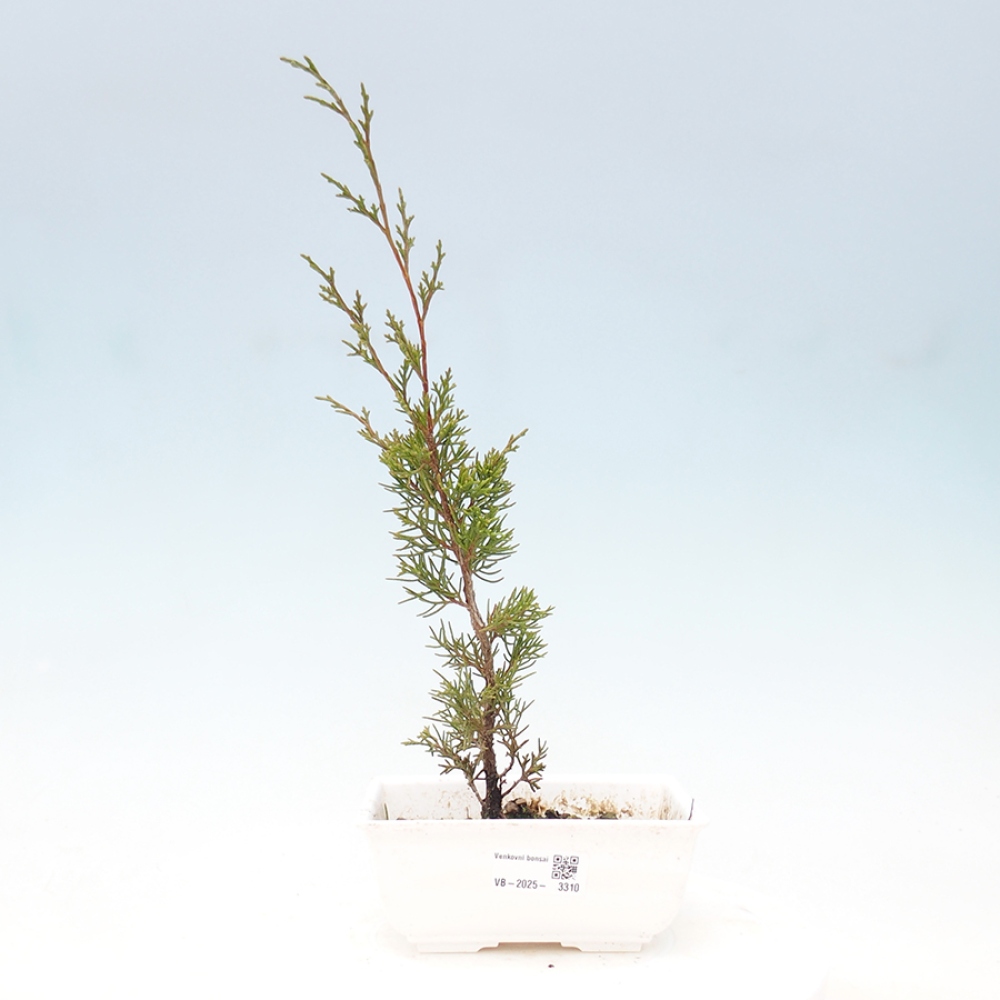 Bonsaï d'extérieur - Juniperus chinensis Itoigawa