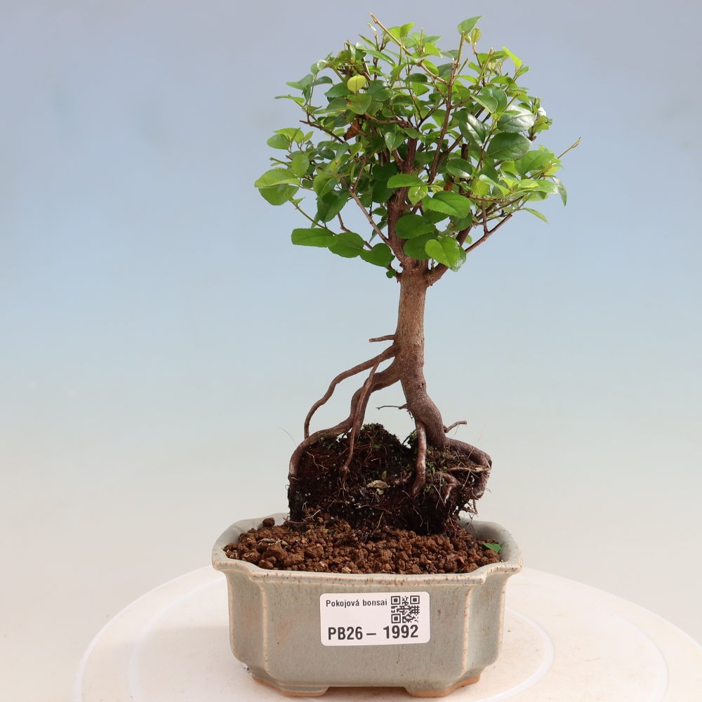 Bonsaï de chambre - Sageretia thea - Sageretia thea