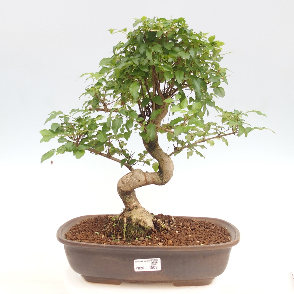 Bonsaï de chambre -Ligustrum chinensis - Bec d'oiseau