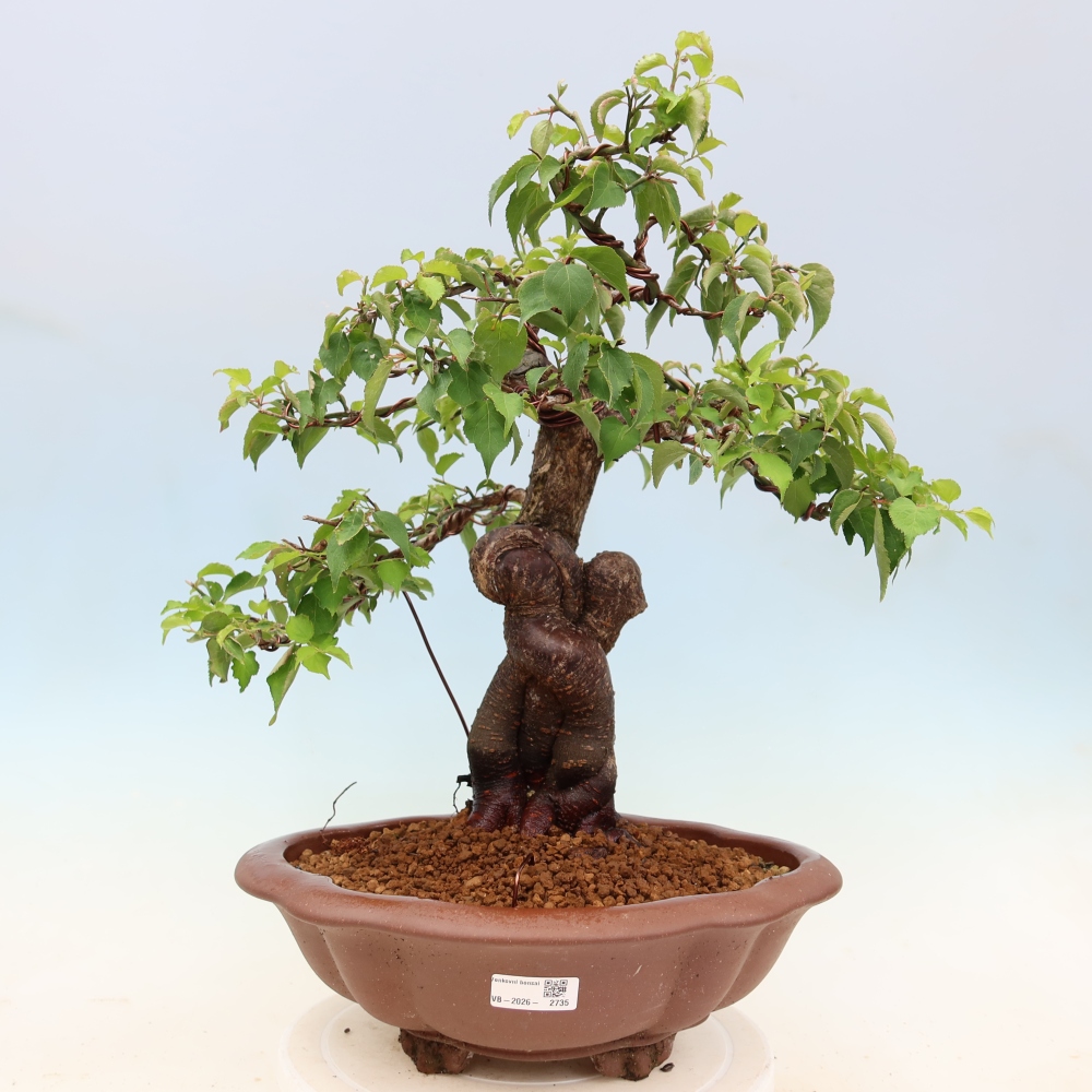 Bonsaï d'extérieur - Abricotier japonais - Prunus Mume