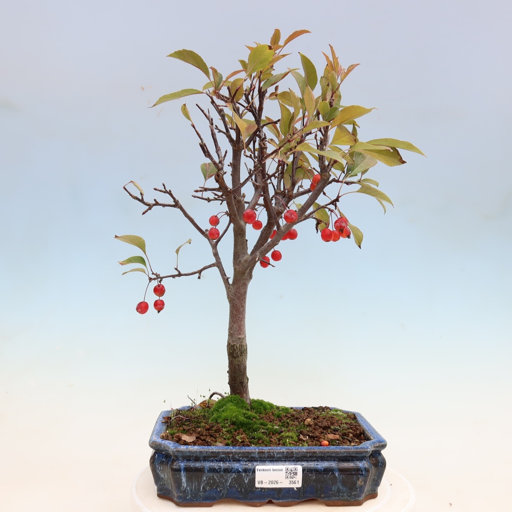 Bonsaï d'extérieur -Malus domestica - Pommier à petits fruits et à feuilles rouges