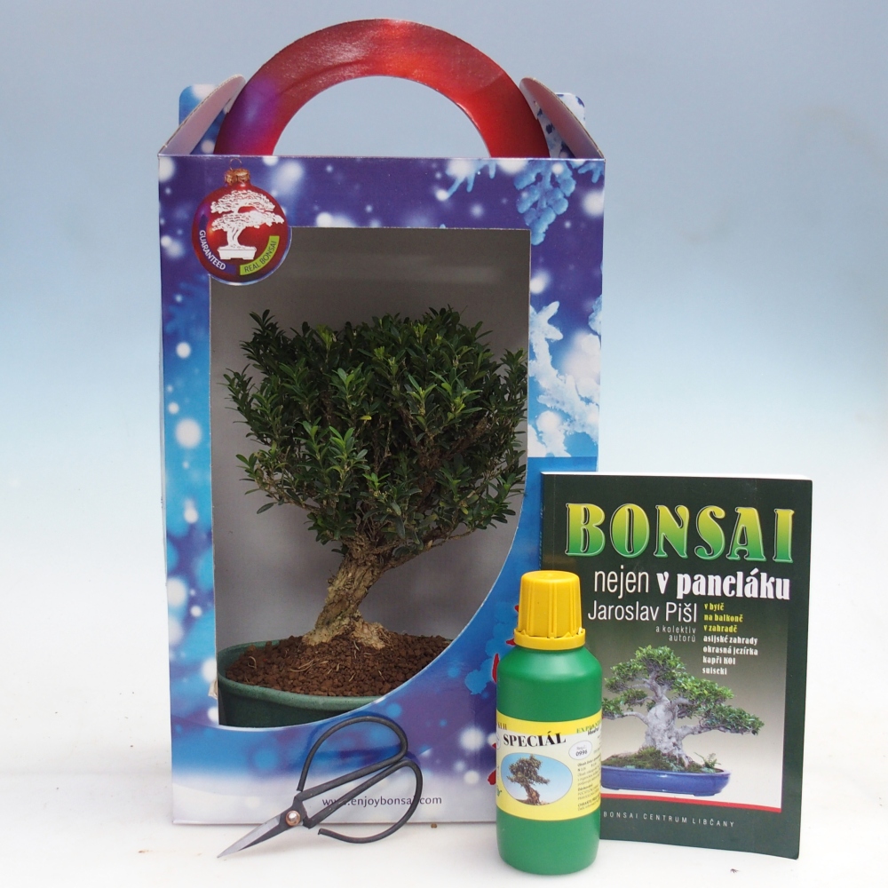 Bonsaï de chambre en boîte cadeau Buxus harlandii - buxus liège