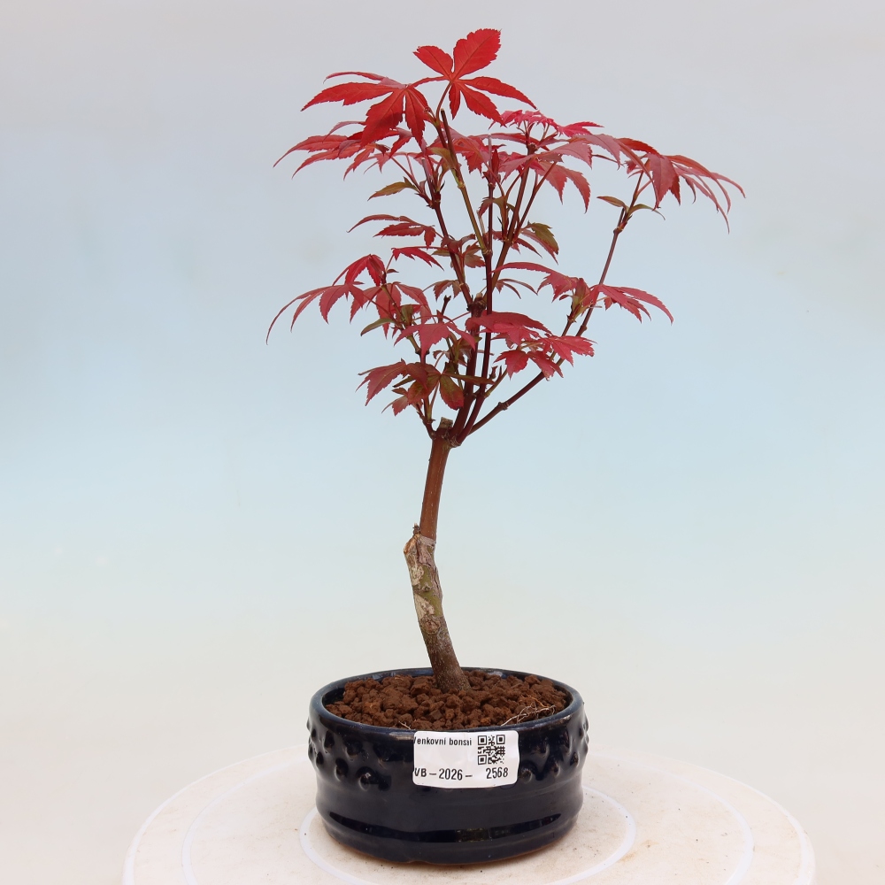 Bonsaï d'extérieur - Acer palm. Atropurpureum-Javor palmate