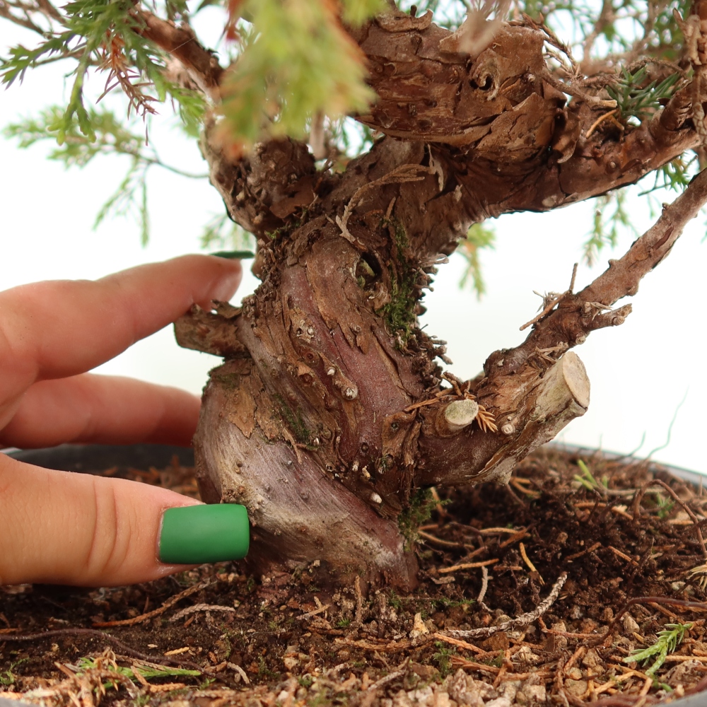 Bonsaï d'extérieur - Juniperus chinensis Itoigawa-Juniperus chinensis